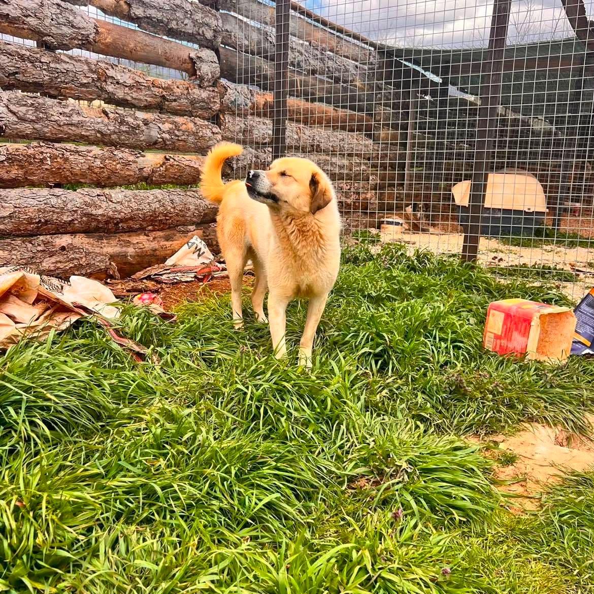 Danai Zorro Dogsavior Aug26 3