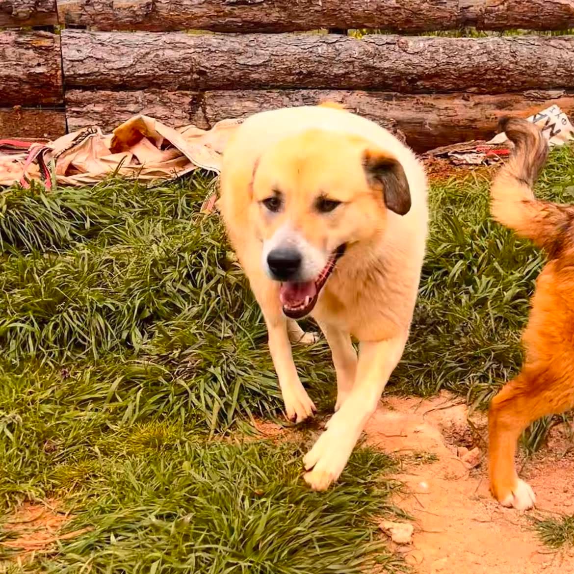 Danai Zorro Dogsavior Aug26 4