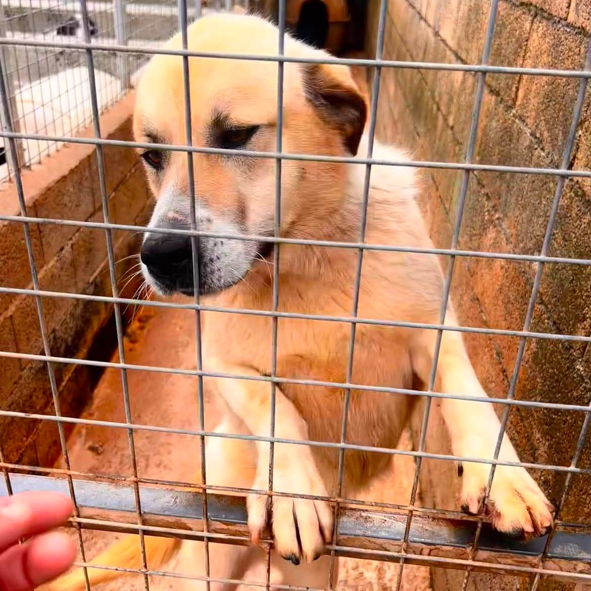 Danai Zorro Dogsavior Aug26 5