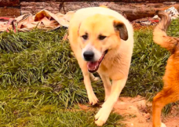 Danai Zorro Dogsavior Aug26 Beitragsbild