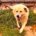Danai Zorro Dogsavior Aug26 Beitragsbild