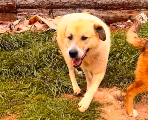 Danai Zorro Dogsavior Aug26 Beitragsbild