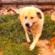 Danai Zorro Dogsavior Aug26 Beitragsbild