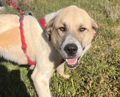 Danai Zorro Dogsavior Jan25 Beitragsbild
