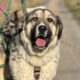 Gobi Zorro Dogsavior Feb25 Beitragsbild