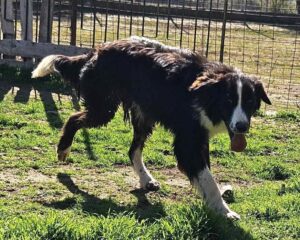 Ein Hund läuft auf grünem Gras vor einem Metallzaun bei Sonnenschein.
