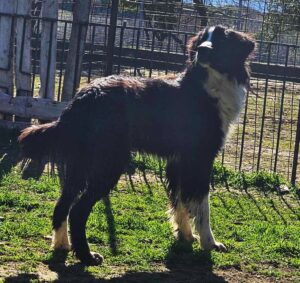 Hund steht im Schatten auf grasbewachsenem Boden vor einem Zaun.