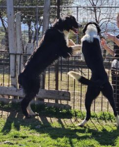 Zwei größere Tiere stehen spielerisch am Zaun in sonniger Umgebung.