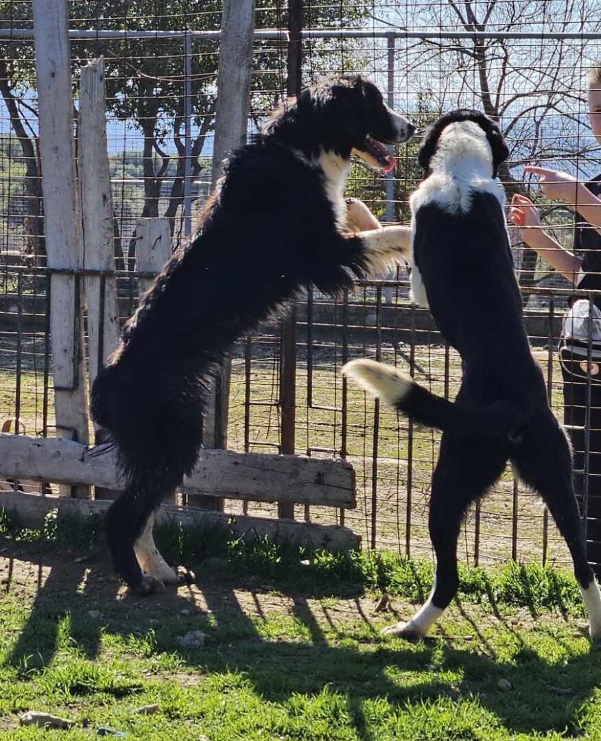 Gordon Zorro Dogsavior Apr25 5