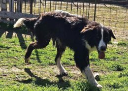 Gordon Zorro Dogsavior Apr25 Beitragsbild