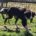 Gordon Zorro Dogsavior Apr25 Beitragsbild