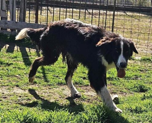 Gordon Zorro Dogsavior Apr25 Beitragsbild