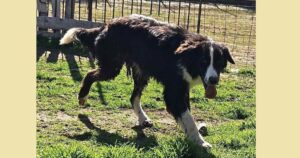 Schwarz-weißer Hund läuft auf grasbewachsenem Boden neben einem Metallzaun.