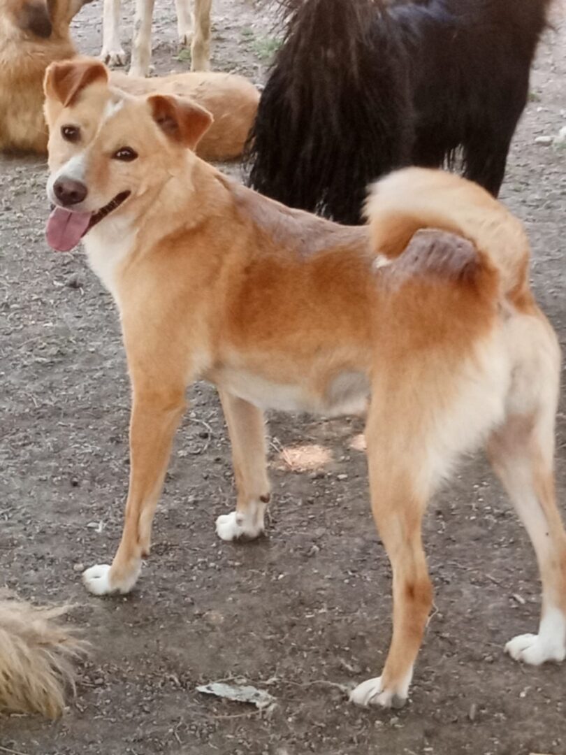 Hedi Zorro Dogsavior Jun25 1