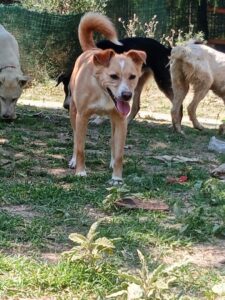 Hedi Zorro Dogsavior Jun25 2