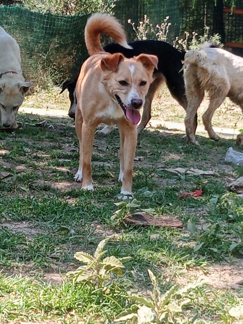 Hedi Zorro Dogsavior Jun25 2