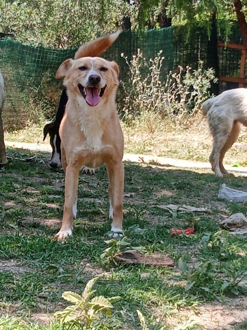 Hedi Zorro Dogsavior Jun25 3
