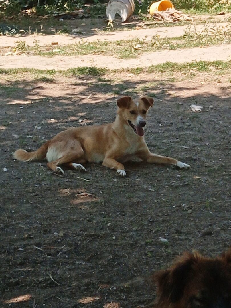 Hedi Zorro Dogsavior Jun25 4
