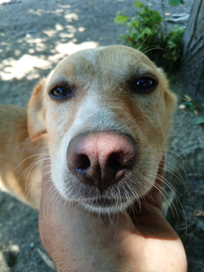 Hedi Zorro Dogsavior Jun25 5