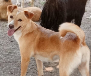 Hedi Zorro Dogsavior Jun25 Beitragsbild