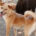 Hedi Zorro Dogsavior Jun25 Beitragsbild