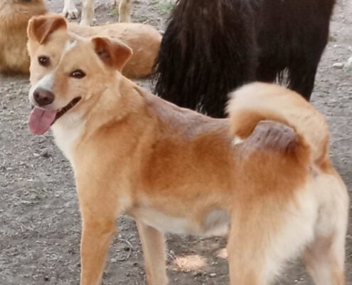 Hedi Zorro Dogsavior Jun25 Beitragsbild