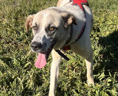 Jasso Zorro Dogsavior Jan25 Beitragsbild