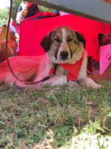 Jemile Zorro Dogsavior Mai25 3