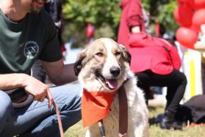 Jemile Zorro Dogsavior Mai25 4