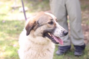 Jemile Zorro Dogsavior Mai25 5