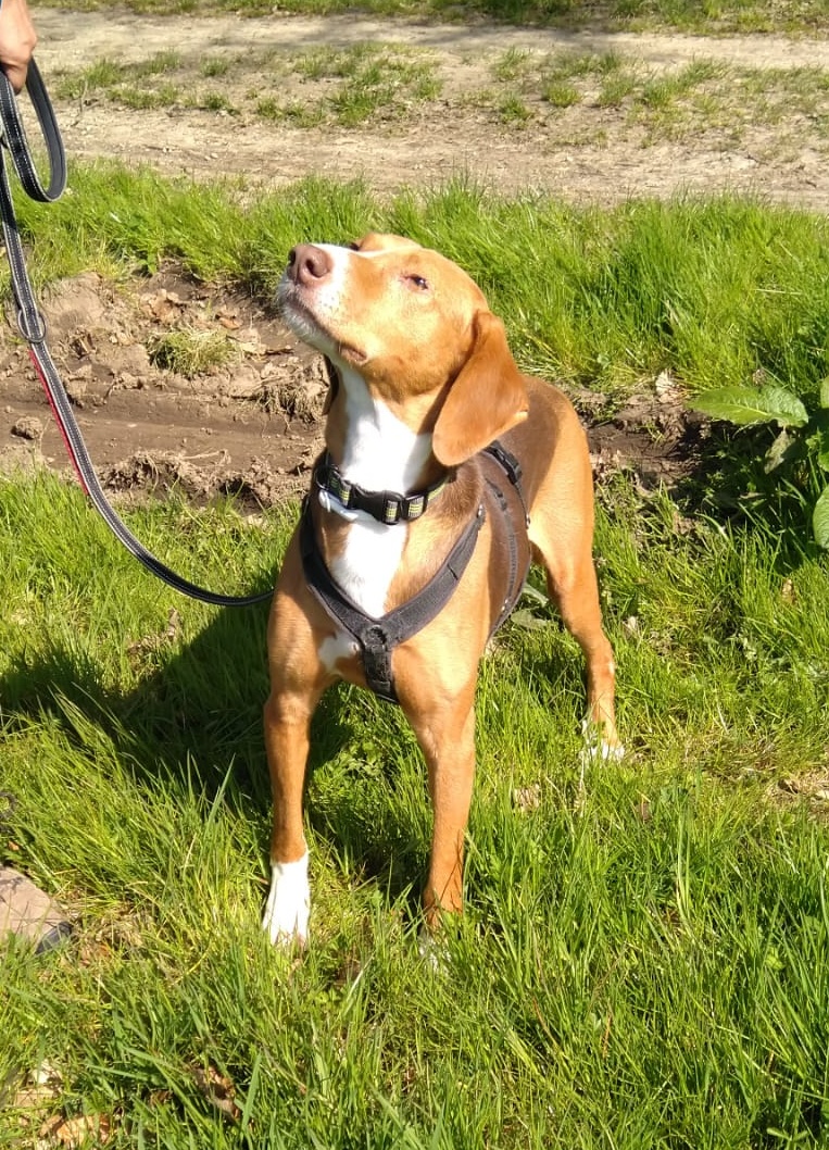 Joanna Zorro Dogsavior Apr25 1