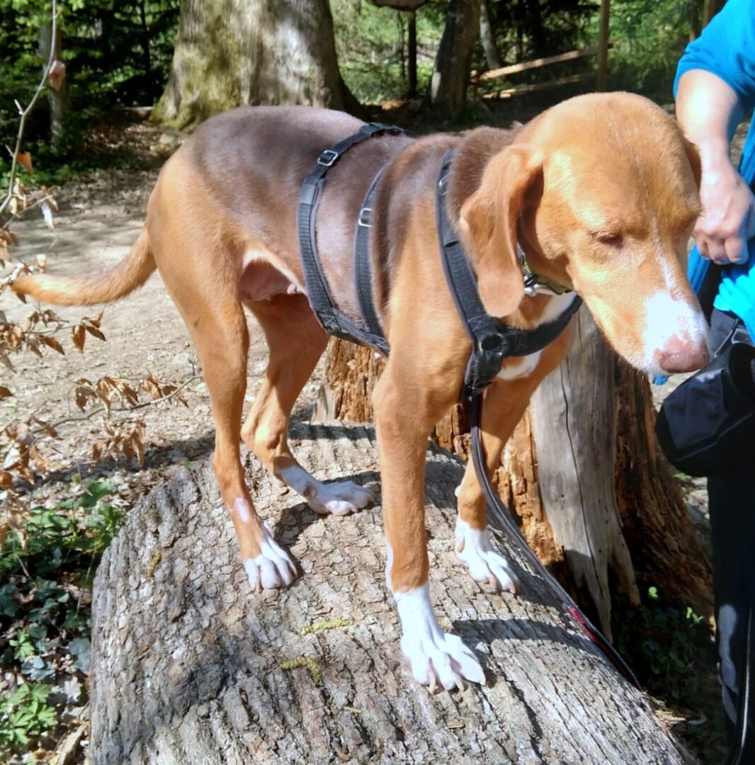 Joanna Zorro Dogsavior Apr25 4