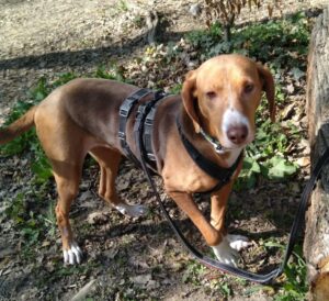 Joanna Zorro Dogsavior Apr25 5