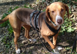 Joanna Zorro Dogsavior Apr25 Beitragsbild