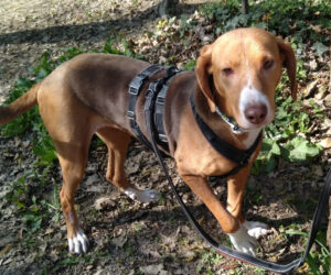 Joanna Zorro Dogsavior Apr25 Beitragsbild