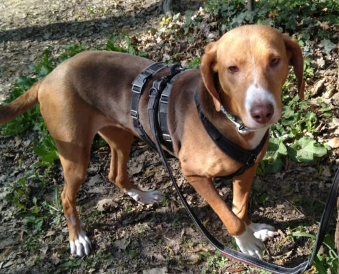 Joanna Zorro Dogsavior Apr25 Beitragsbild