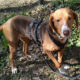 Joanna Zorro Dogsavior Apr25 Beitragsbild