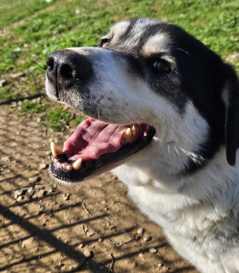 John Zorro Dogsavior Mär25 1