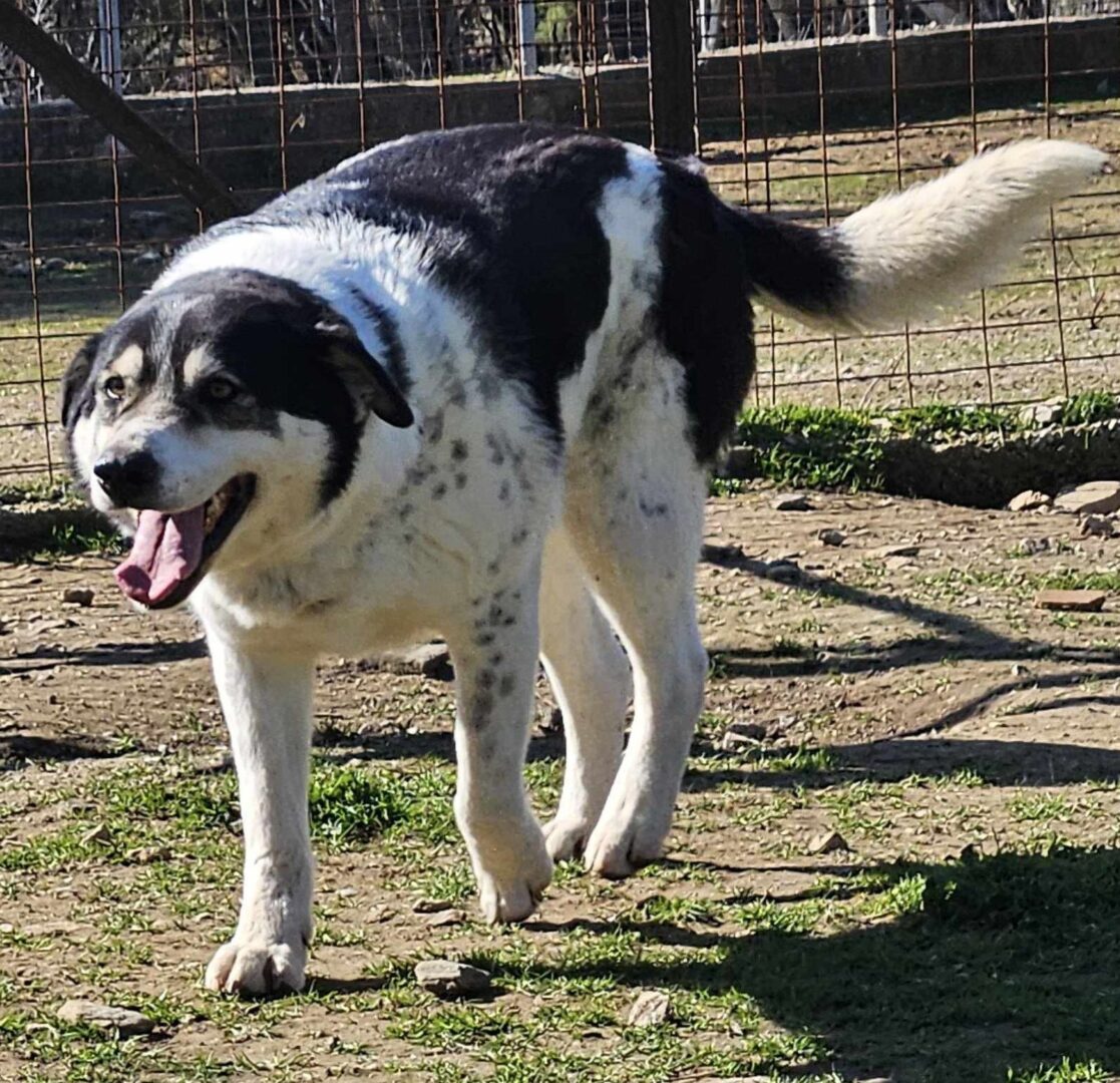 John Zorro Dogsavior Mär25 2