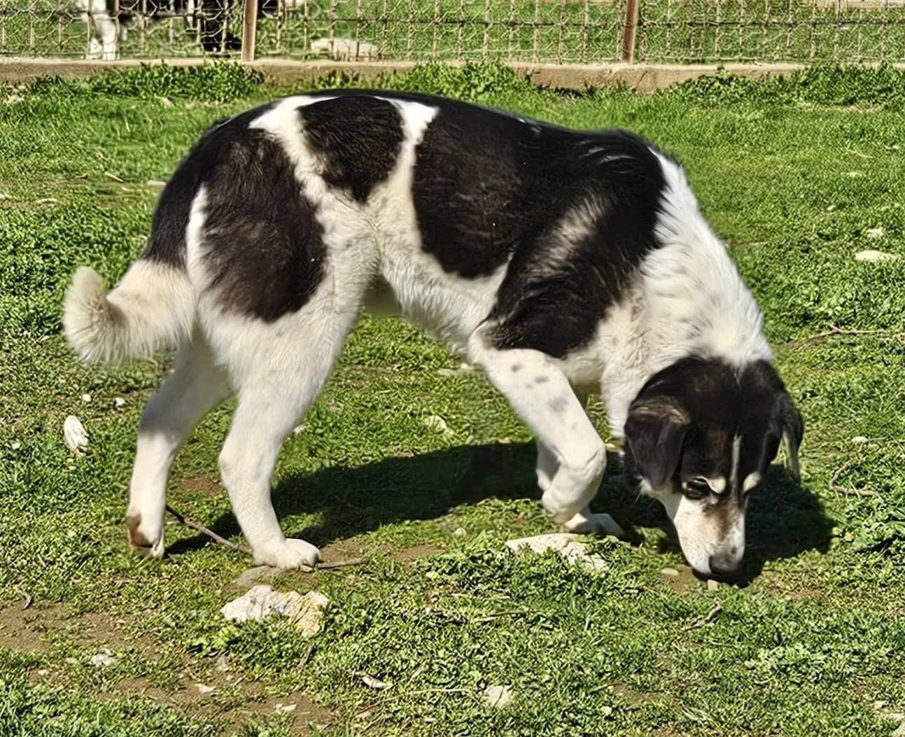 John Zorro Dogsavior Mär25 3