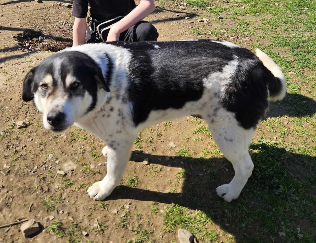 John Zorro Dogsavior Mär25 4