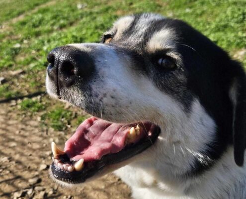 John Zorro Dogsavior Mär25 Beitragsbild