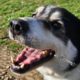 John Zorro Dogsavior Mär25 Beitragsbild