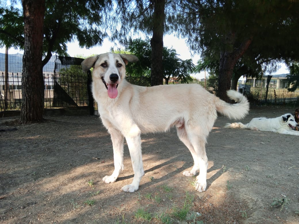 Jojo Zorro Dogsavior Jun25 1