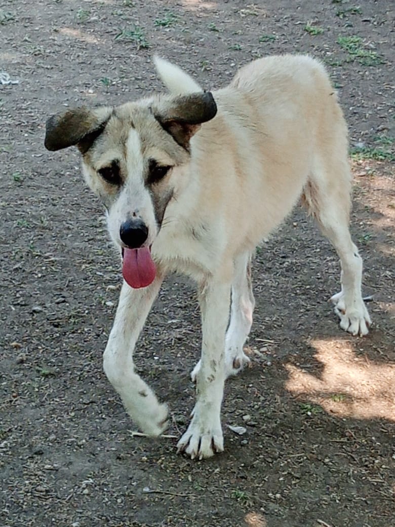 Jojo Zorro Dogsavior Jun25 2
