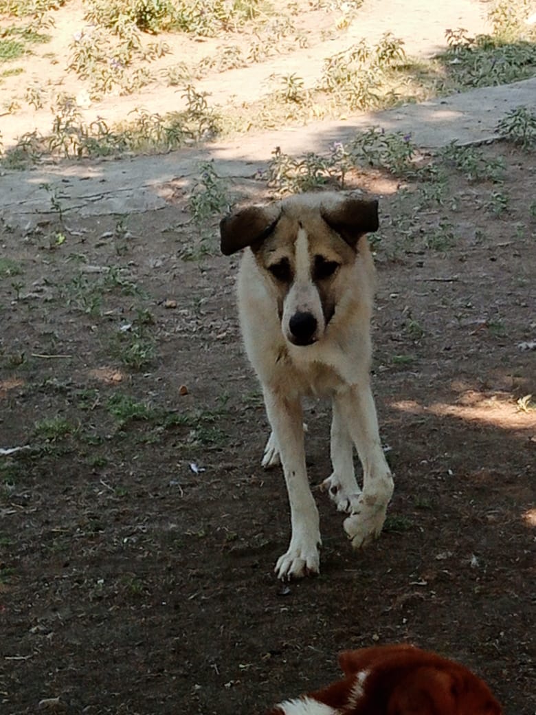Jojo Zorro Dogsavior Jun25 3