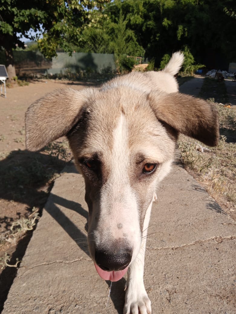 Jojo Zorro Dogsavior Jun25 4
