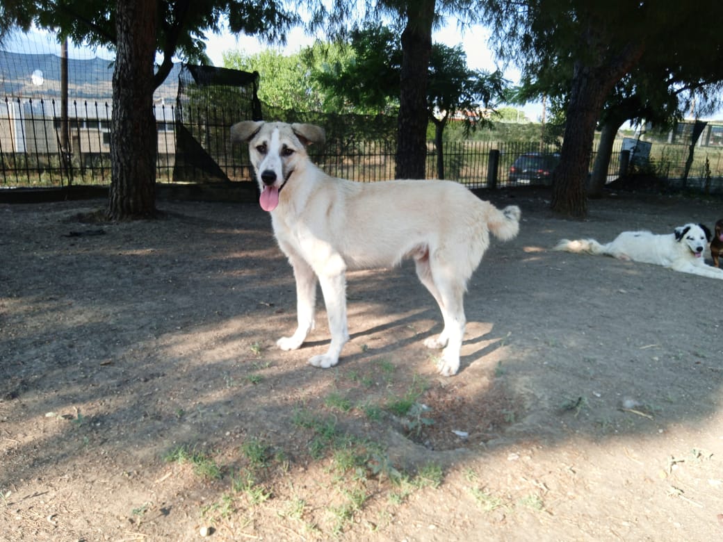 Jojo Zorro Dogsavior Jun25 5