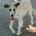 Jojo Zorro Dogsavior Jun25 Beitragsbild