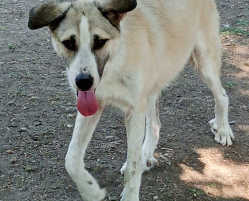 Jojo Zorro Dogsavior Jun25 Beitragsbild